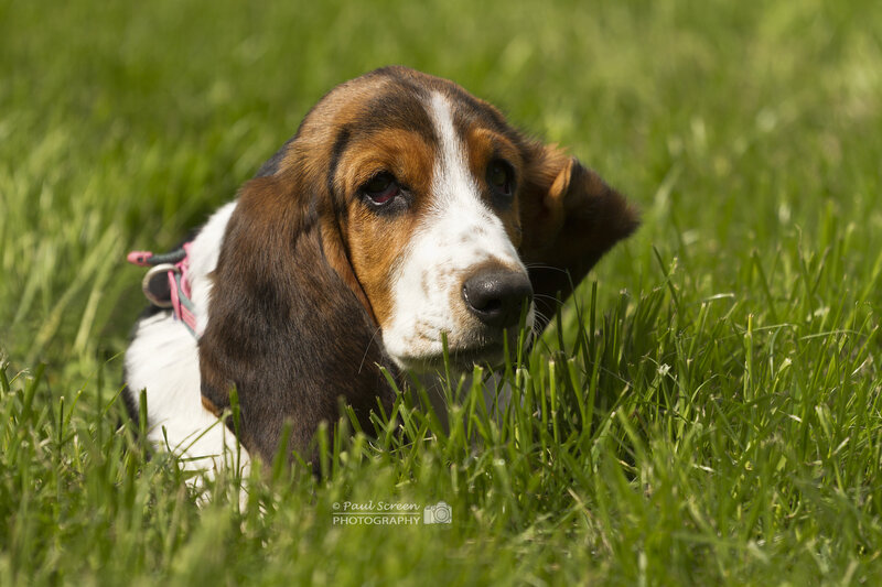 Basset Hound Puppy — Green, Calm