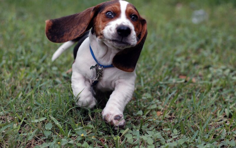 Basset Hound Puppy — Green, Playful, Photograph, Grass