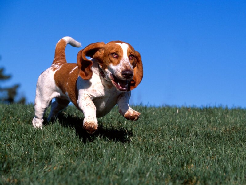 Basset Hound Puppy — Green, Playful