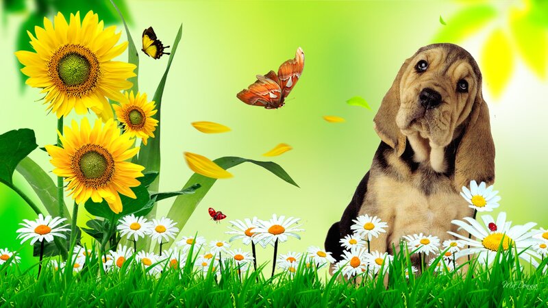 Basset Hound Puppy — Green