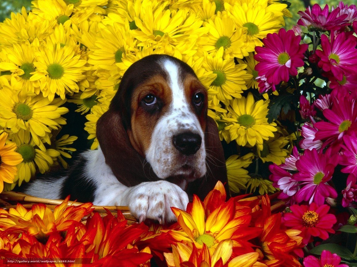 basset hound puppy in flowers