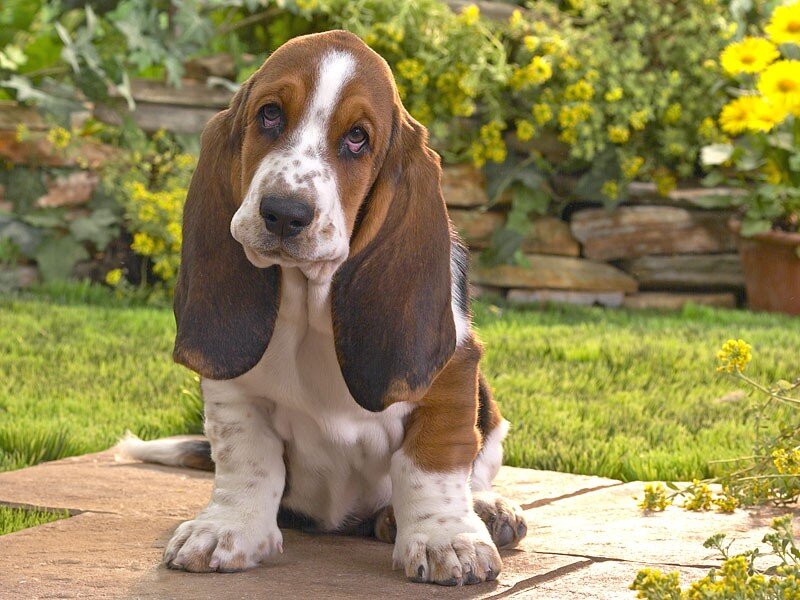 Basset hound puppy in garden