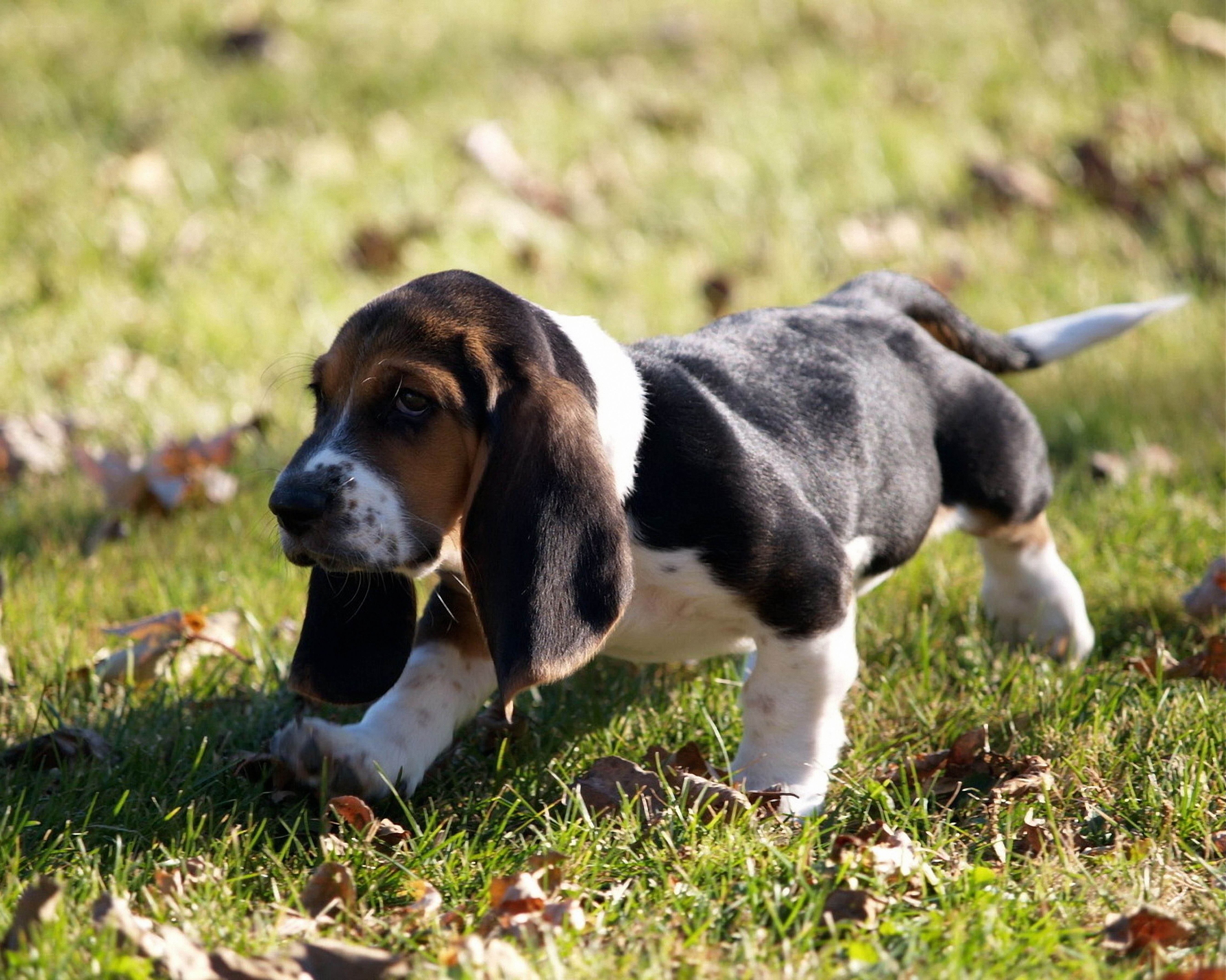 basset hound puppy in grass