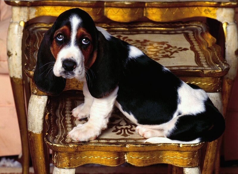 Basset hound puppy on chair