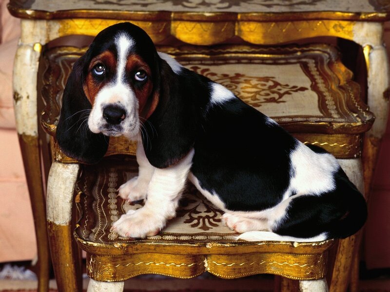 Basset hound puppy on chair