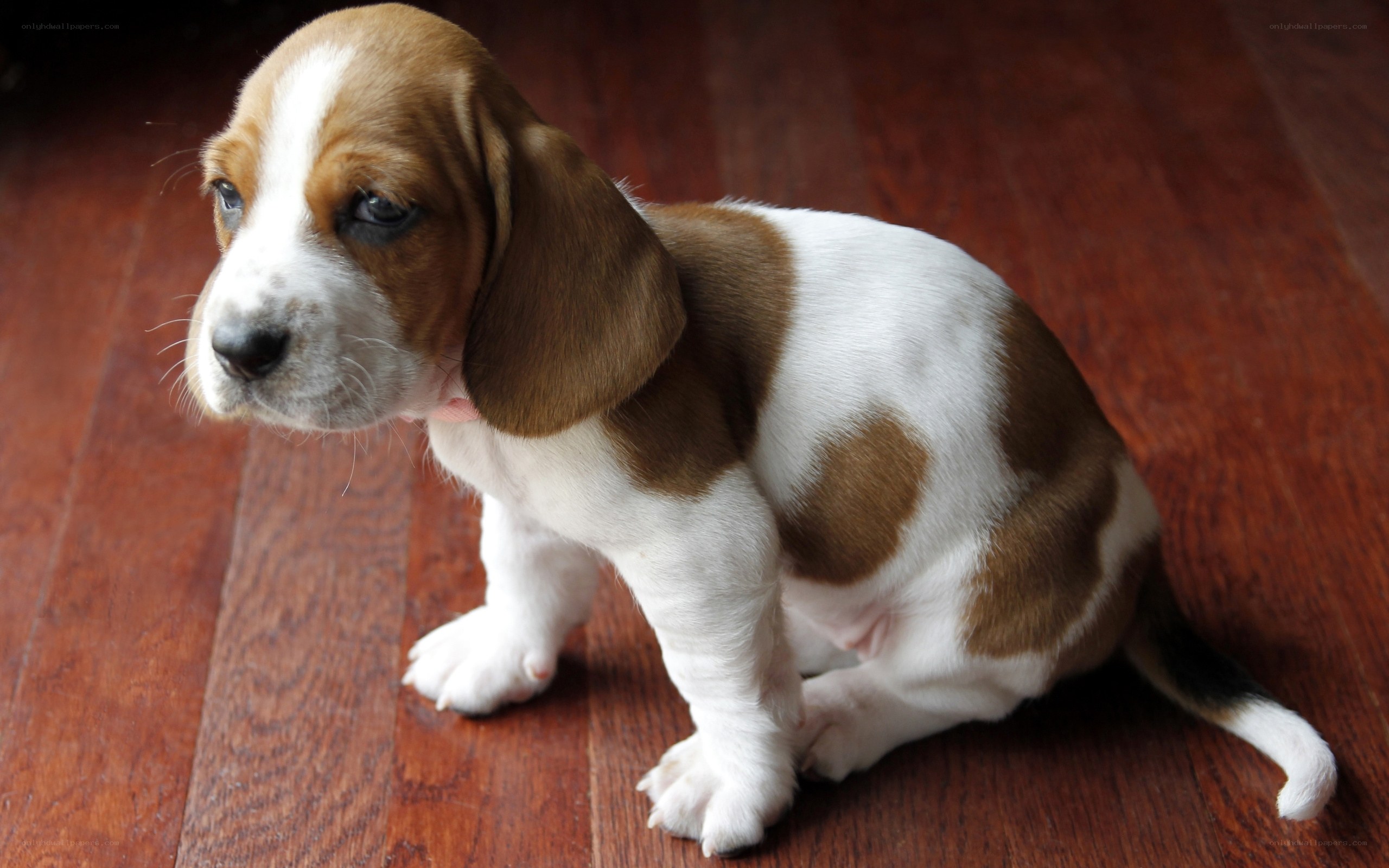 basset hound puppy on floor