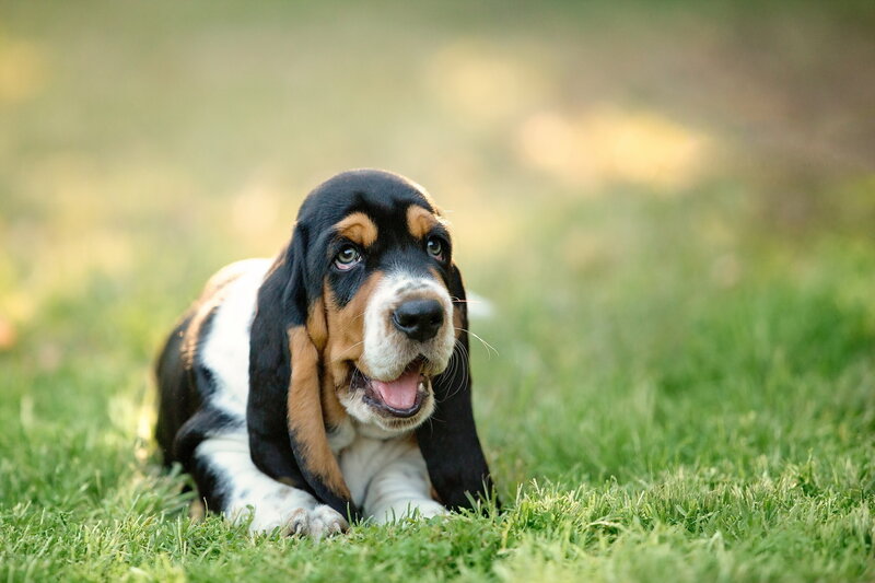 basset hound puppy on grass