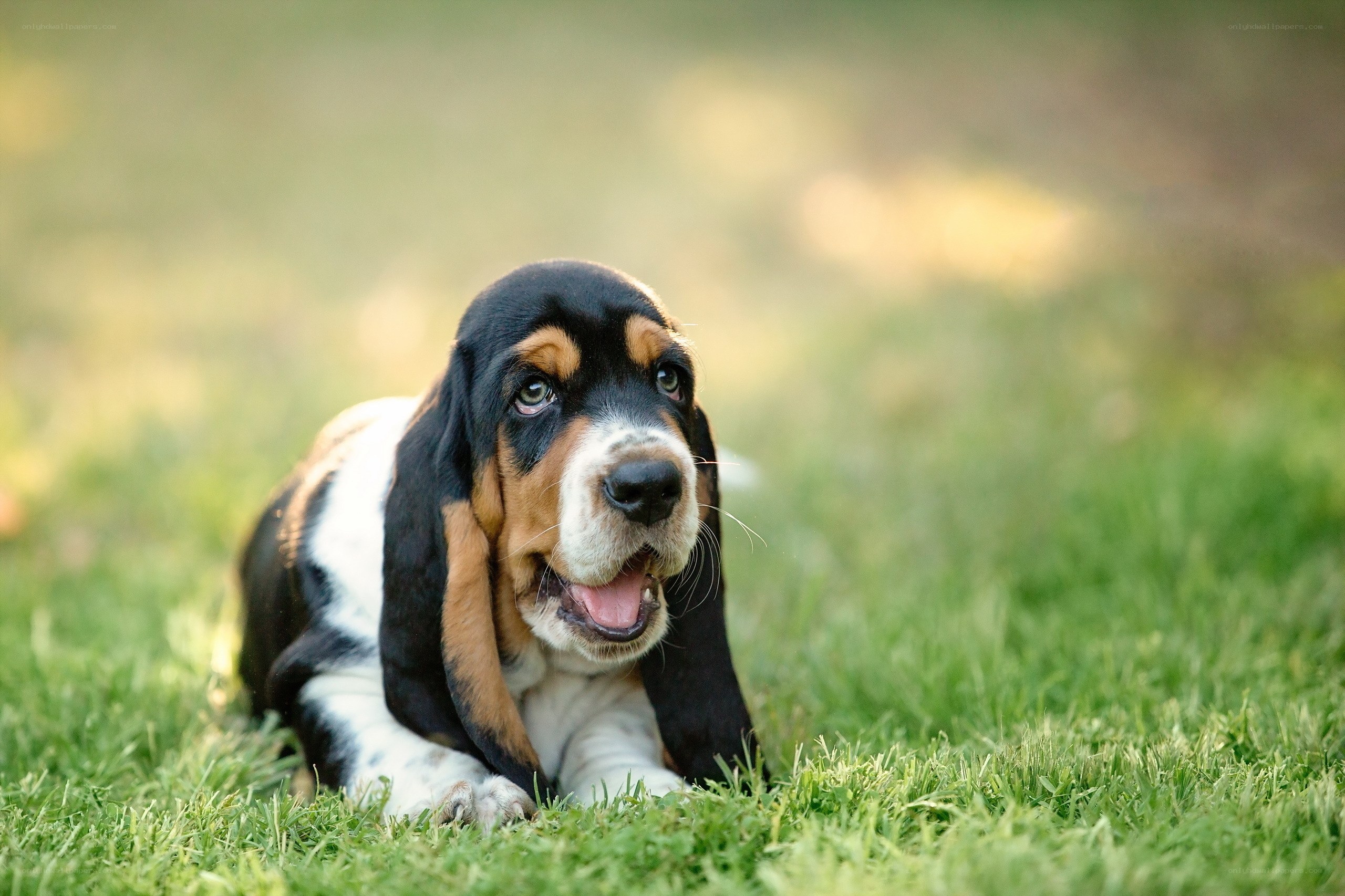 basset hound puppy on grass