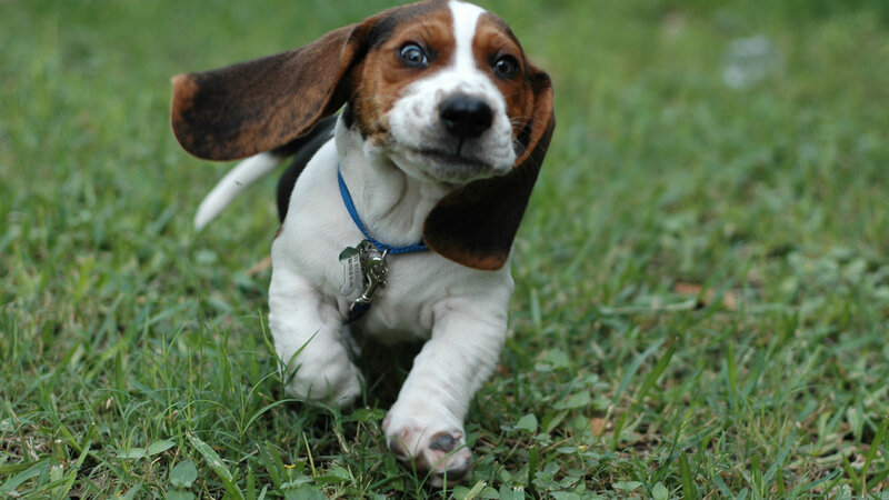basset hound puppy on grass