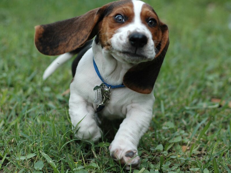 basset hound puppy on grass