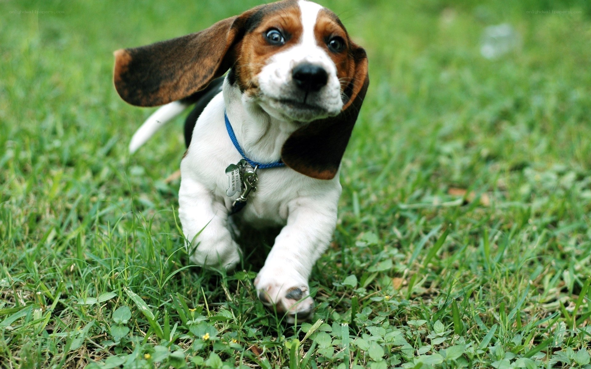 basset hound puppy on grass
