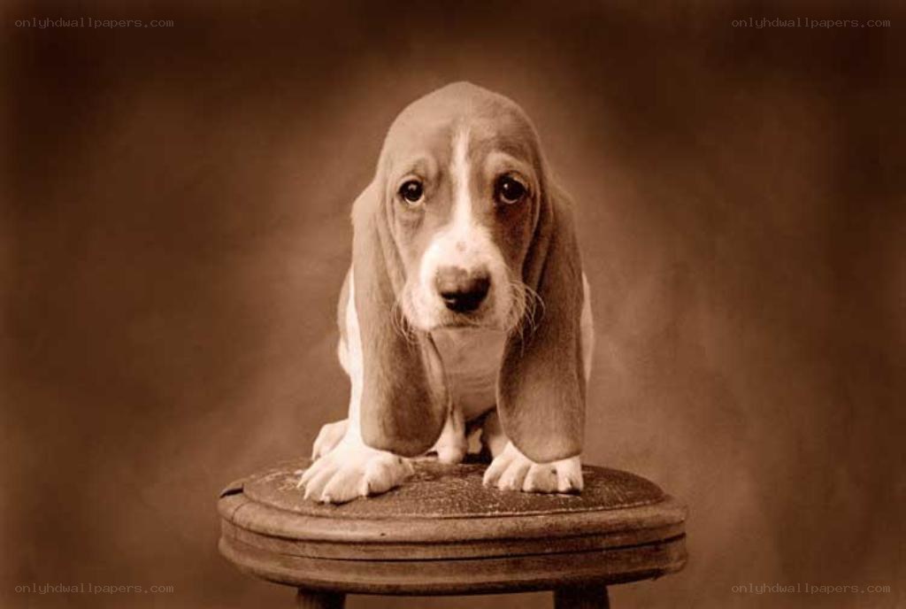 basset hound puppy on stool