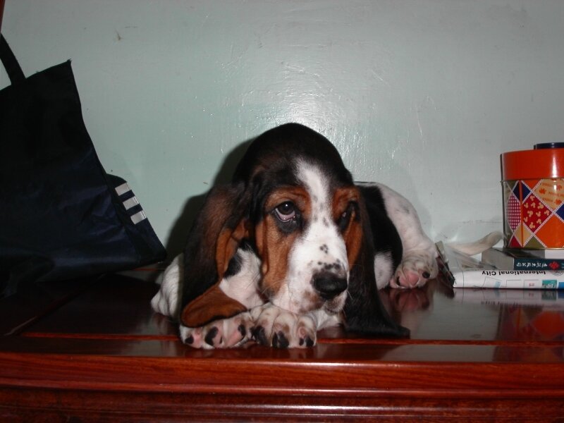basset hound puppy on table