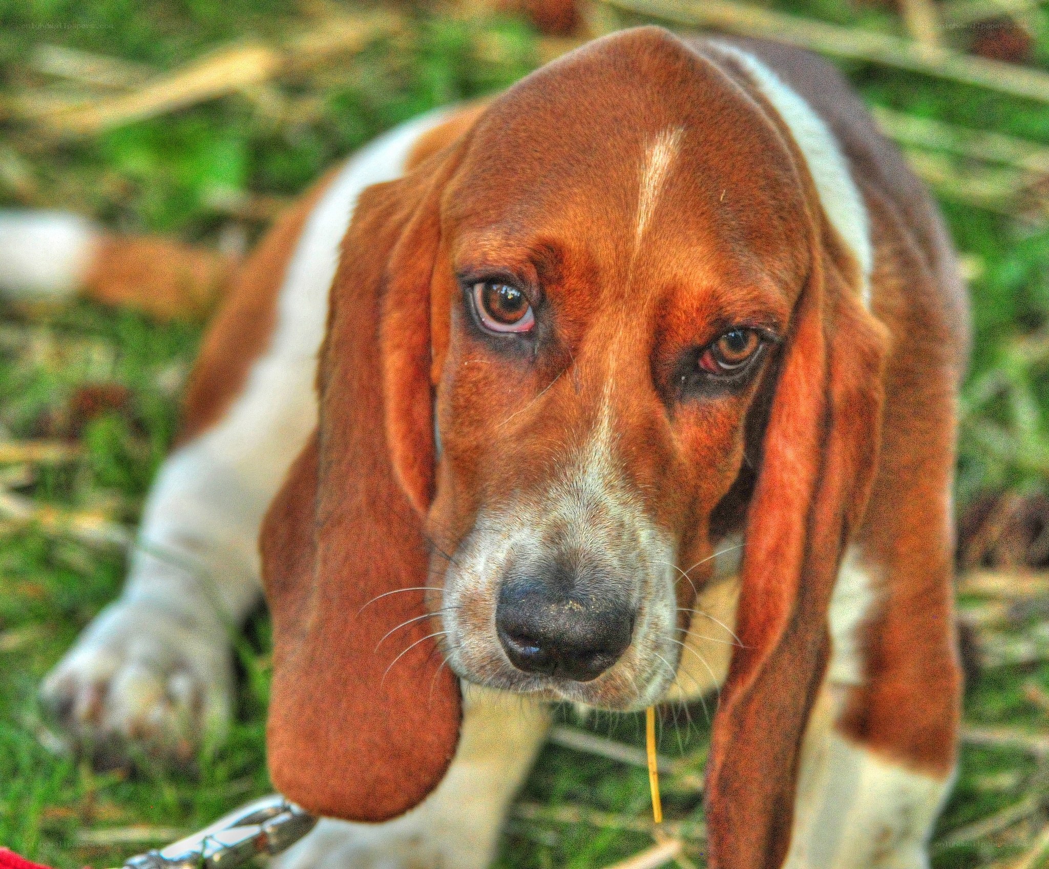 Basset hound puppy outdoors