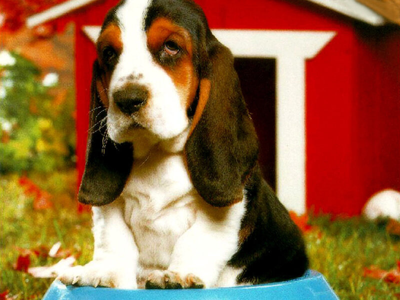 Basset Hound Puppy — Red