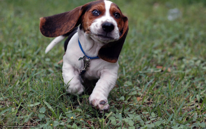 basset hound puppy running