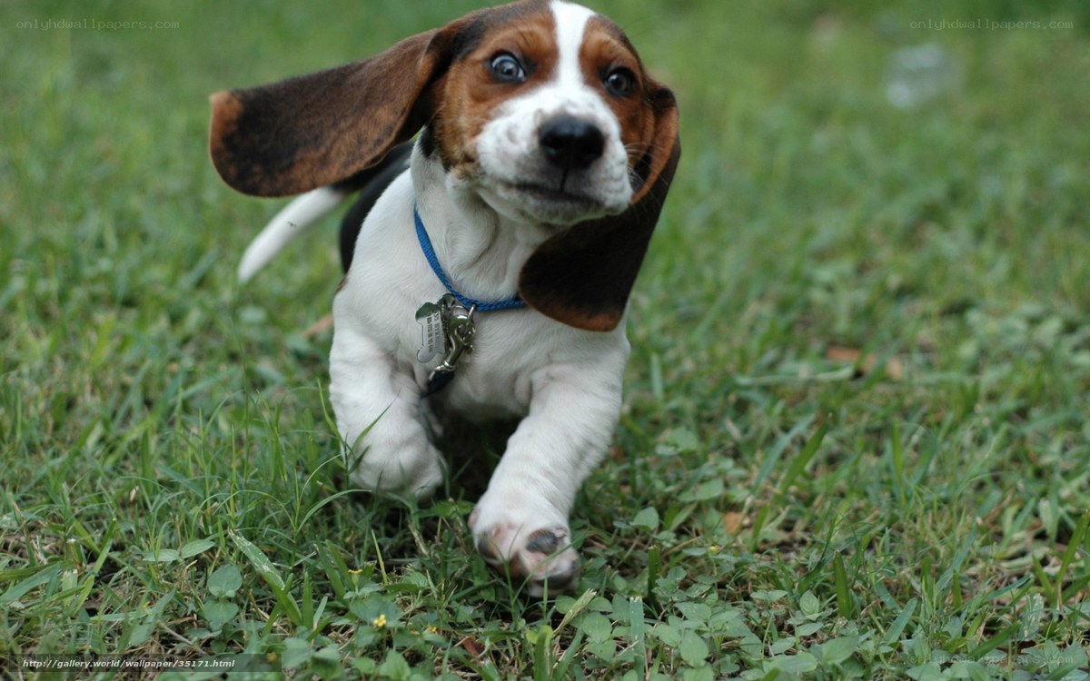 basset hound puppy running