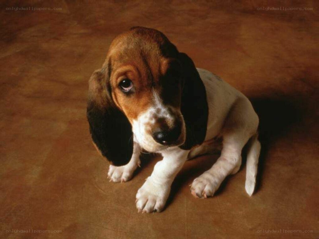 Basset hound puppy sitting
