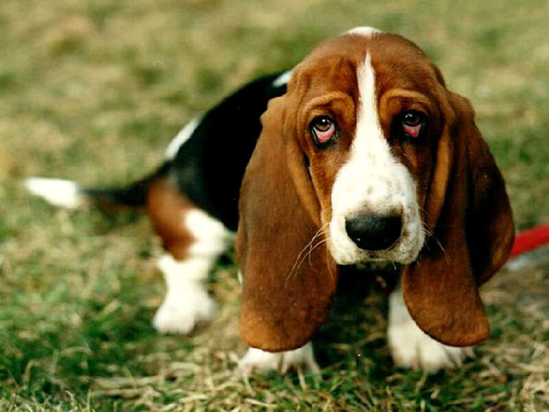 Basset Hound Puppy
