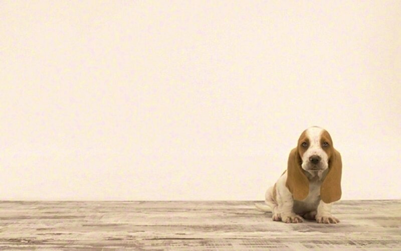 Basset Hound Puppy — White, Neutral