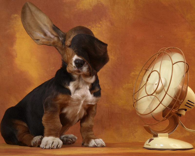Basset hound puppy with fan