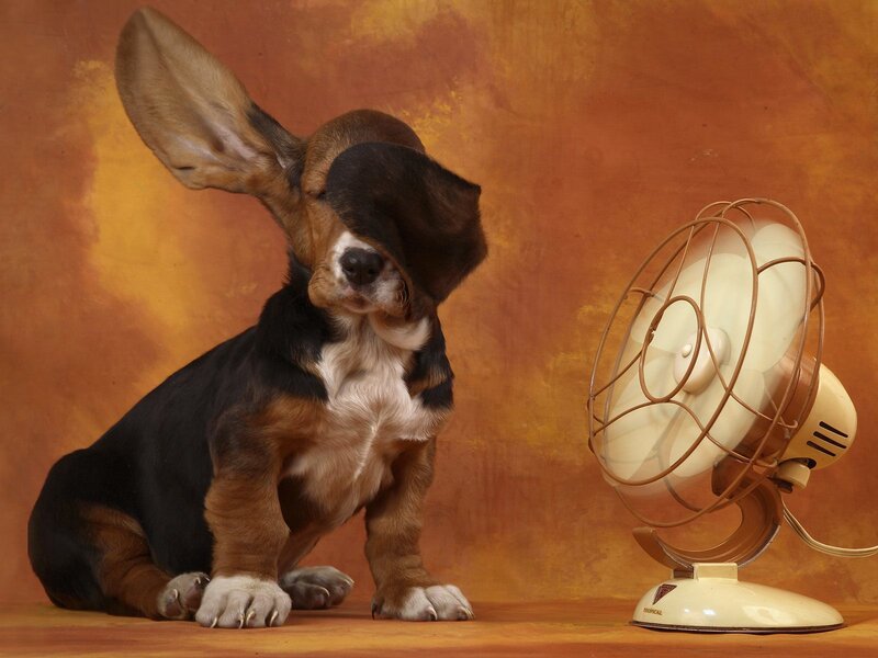 basset hound puppy with fan