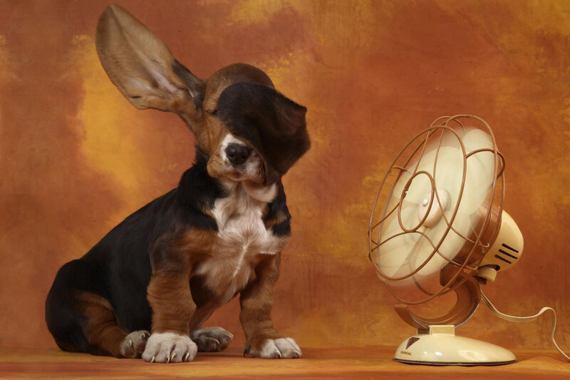 basset hound puppy with fan