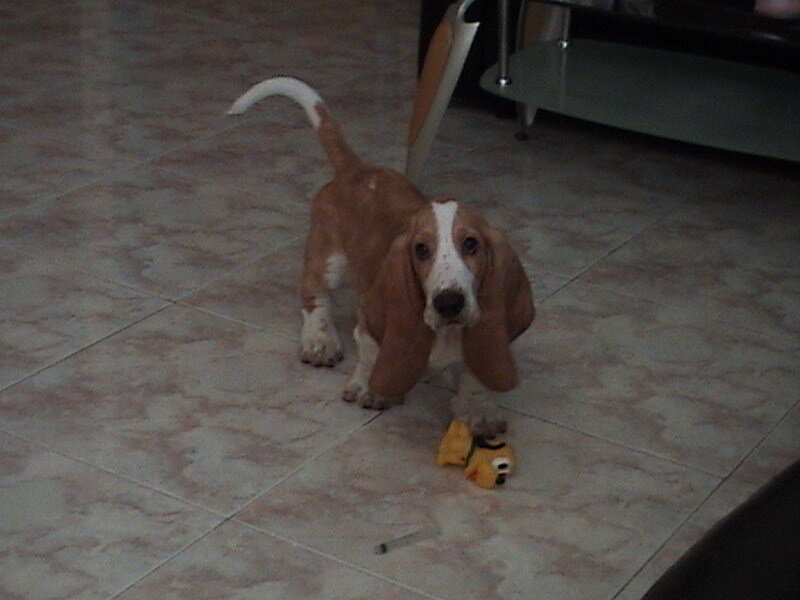 basset hound puppy with toy