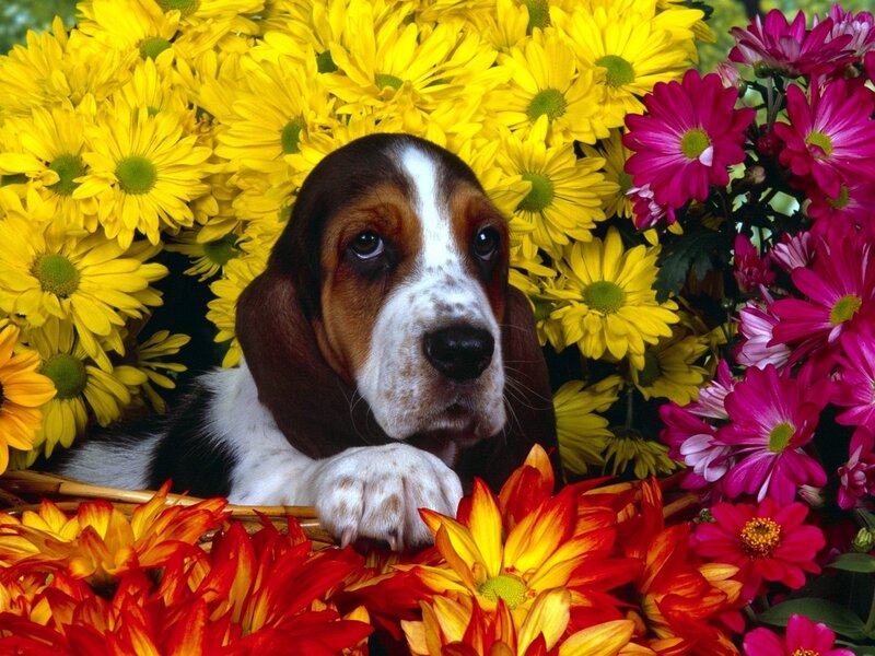 Basset Hound Puppy — Yellow, Calm