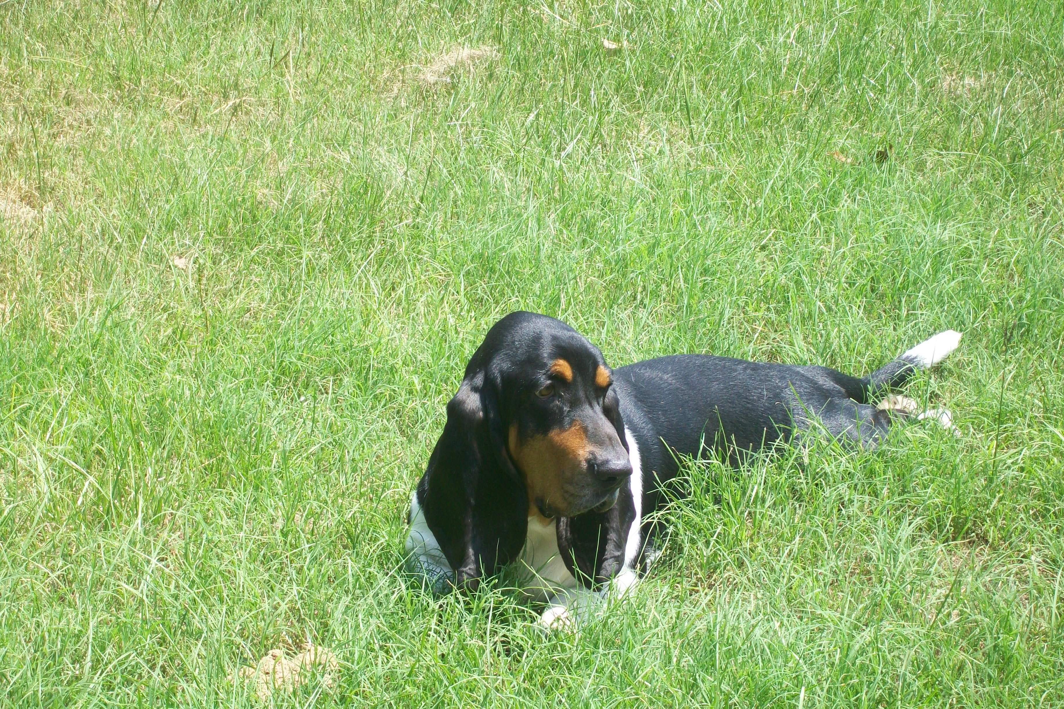 Basset hound resting in grass