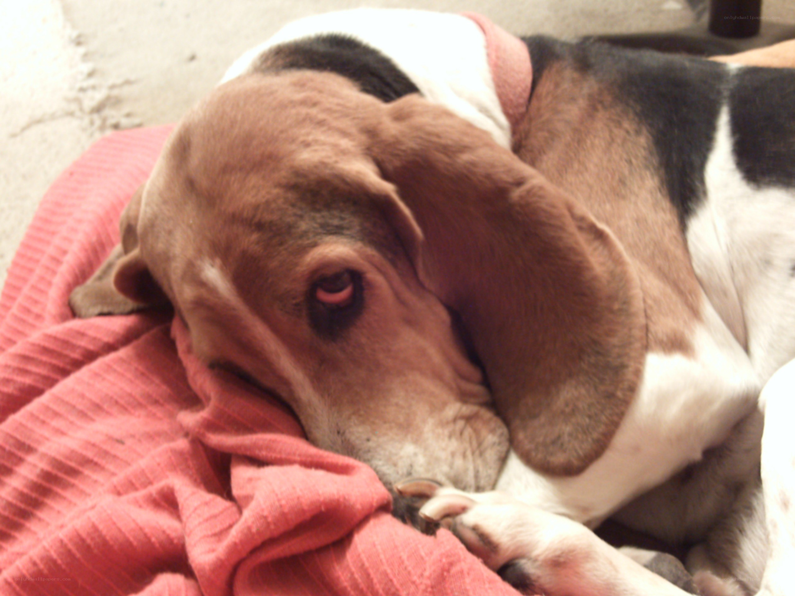 Basset hound resting on blanket