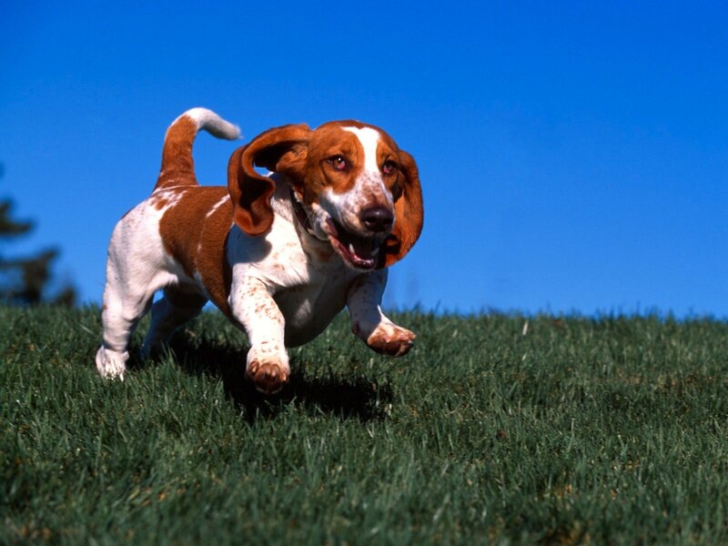 basset hound running on grass