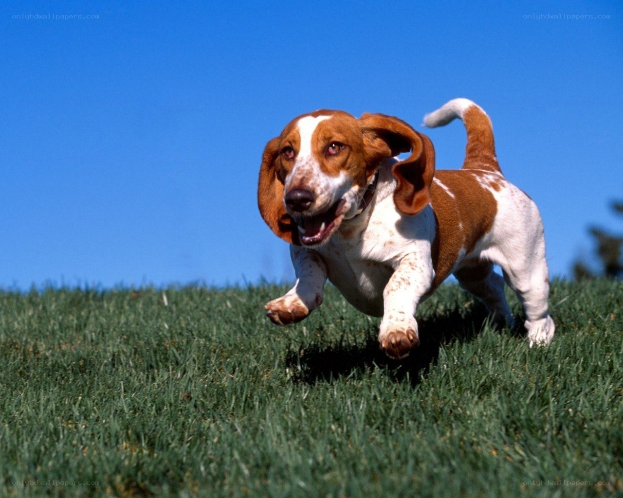 Basset hound running on grass