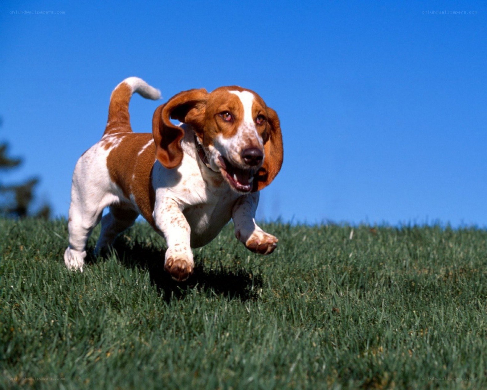 basset hound running on grass