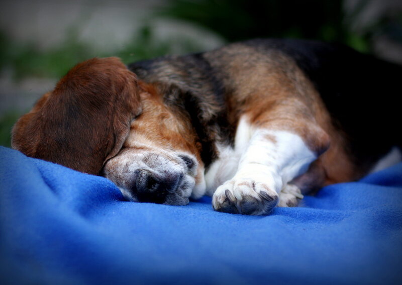 Basset Hound Sleeping — Blue