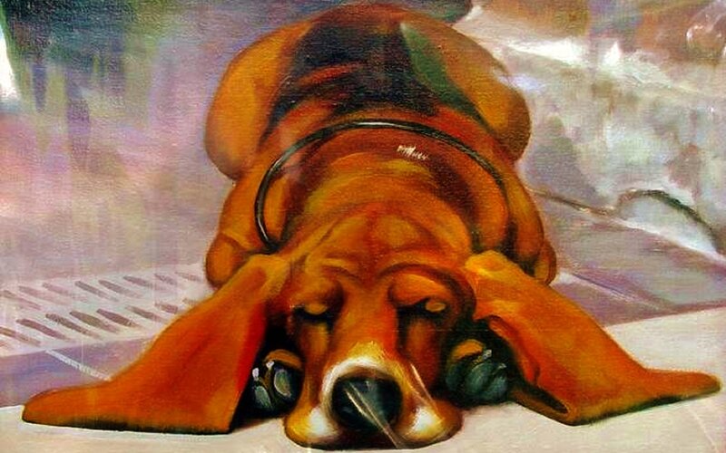 Basset Hound Sleeping — Brown