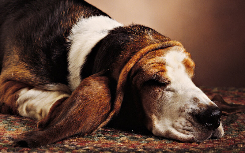 Basset Hound Sleeping