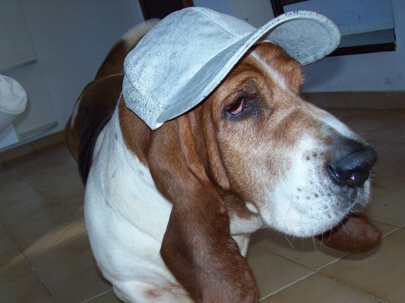 Basset Hound Wearing Hat — Brown