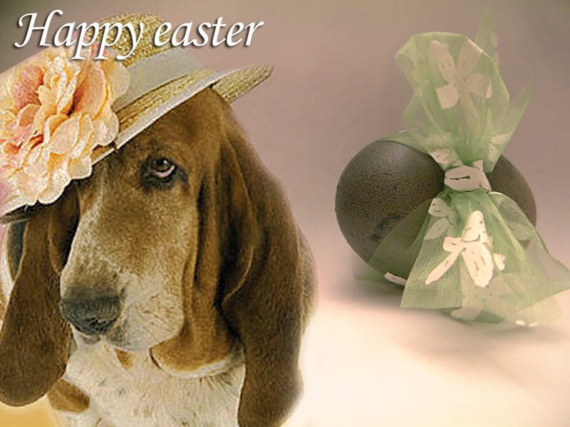 Basset Hound Wearing Hat