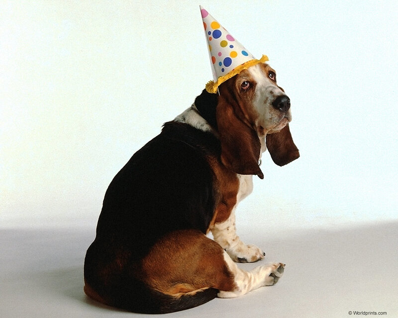 Basset Hound Wearing Hat — White