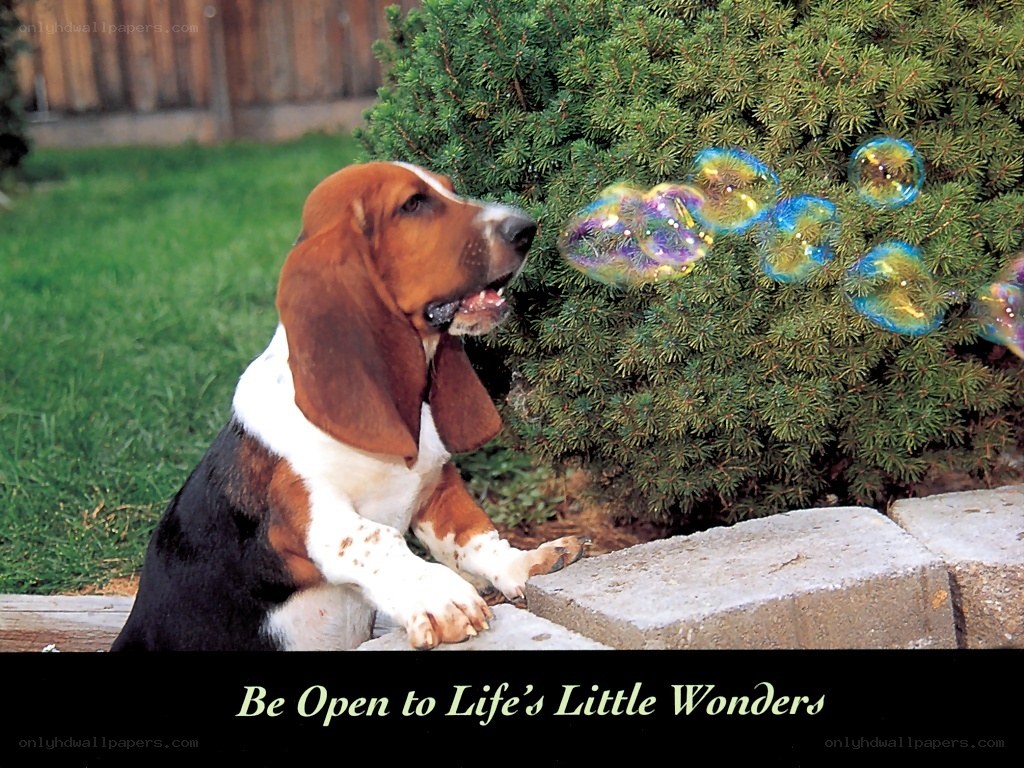 Basset hound with bubbles
