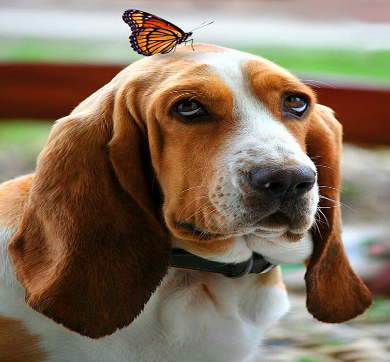 Basset Hound with Butterfly