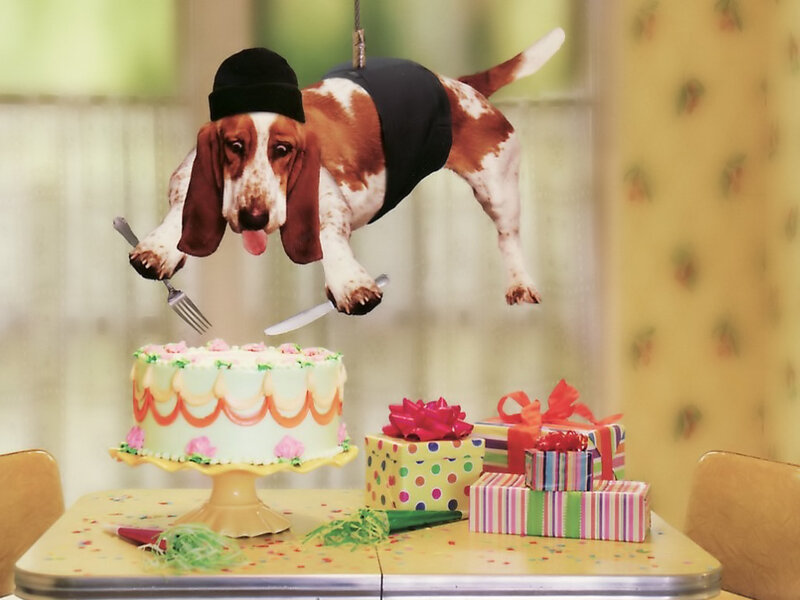 Basset Hound with Cake