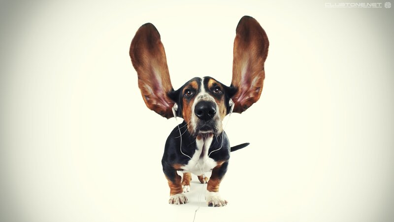 Basset Hound with Earphones