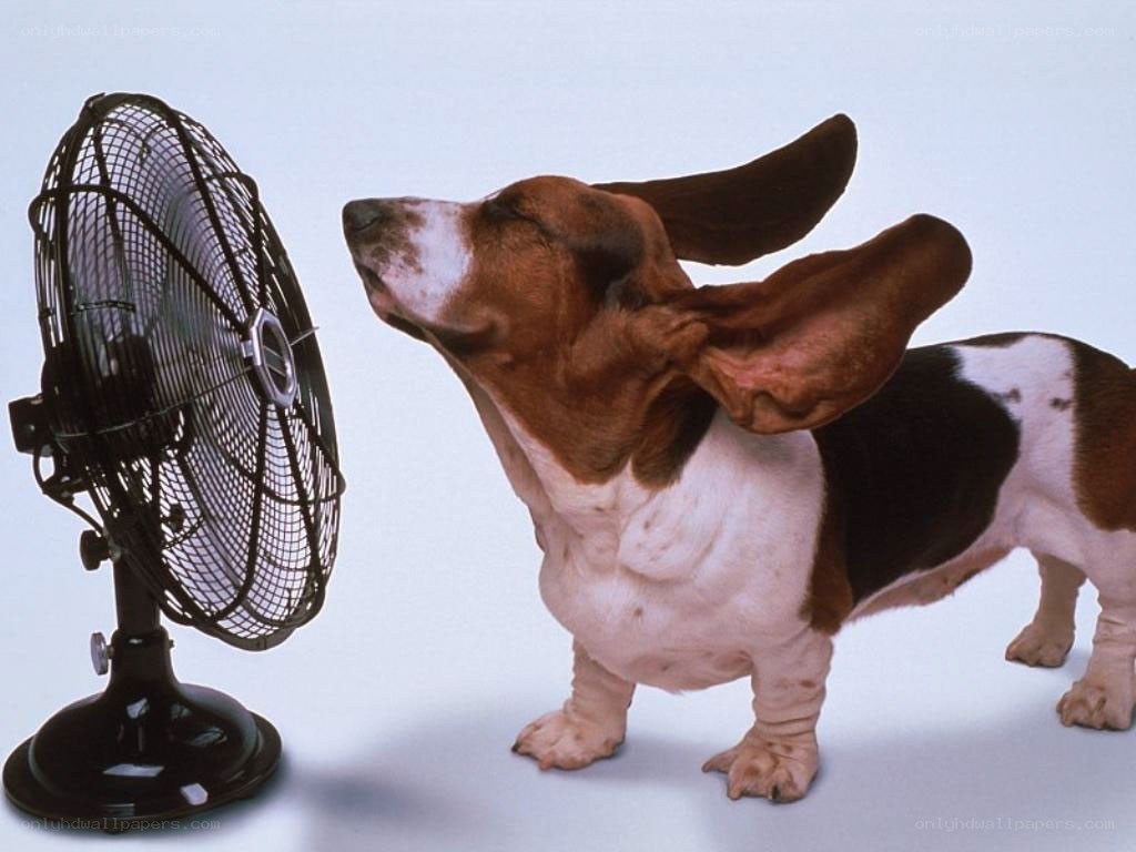 basset hound with fan