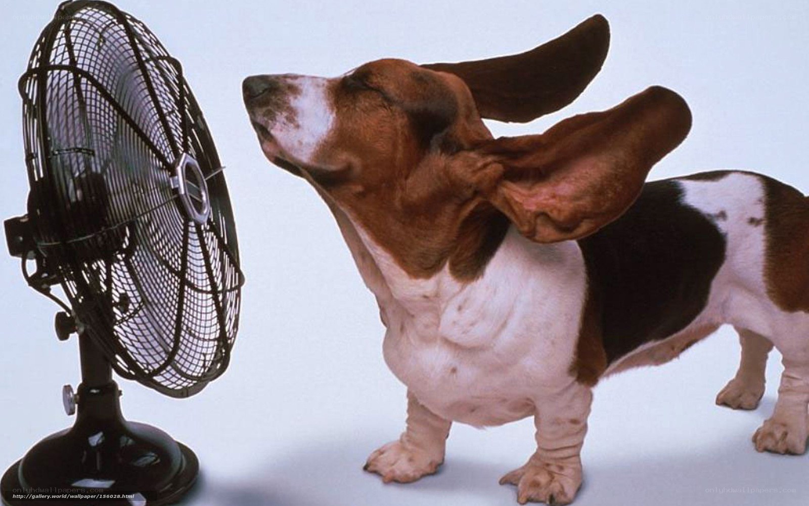 basset hound with fan
