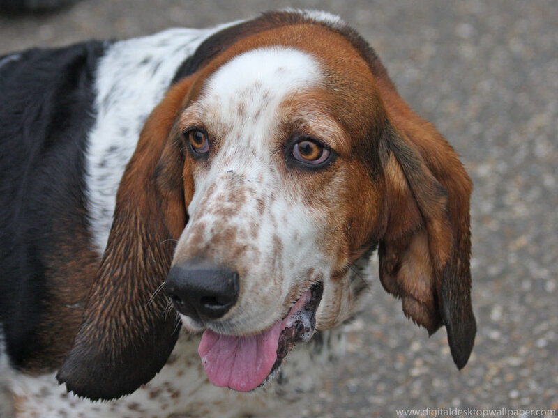 basset hound with floppy ears