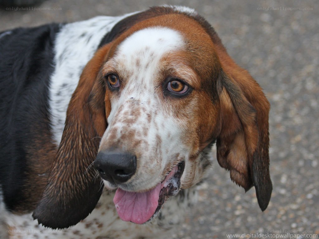basset hound with floppy ears