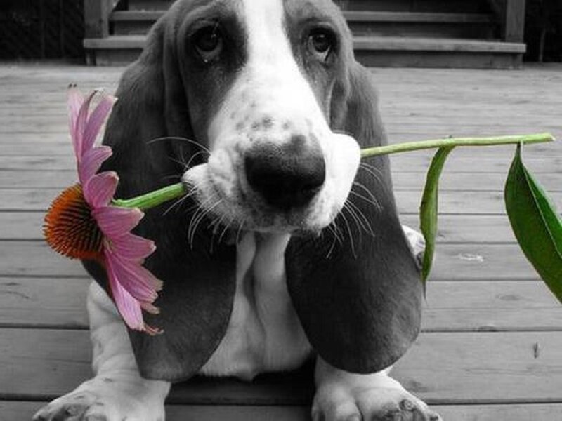 Basset Hound with Flower