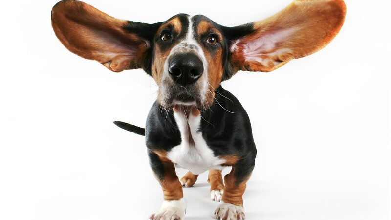 basset hound with large ears